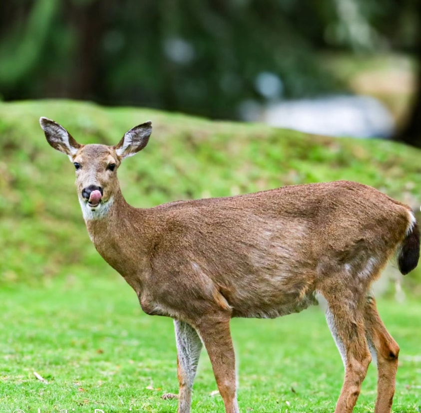 Deer standing in green forest light
