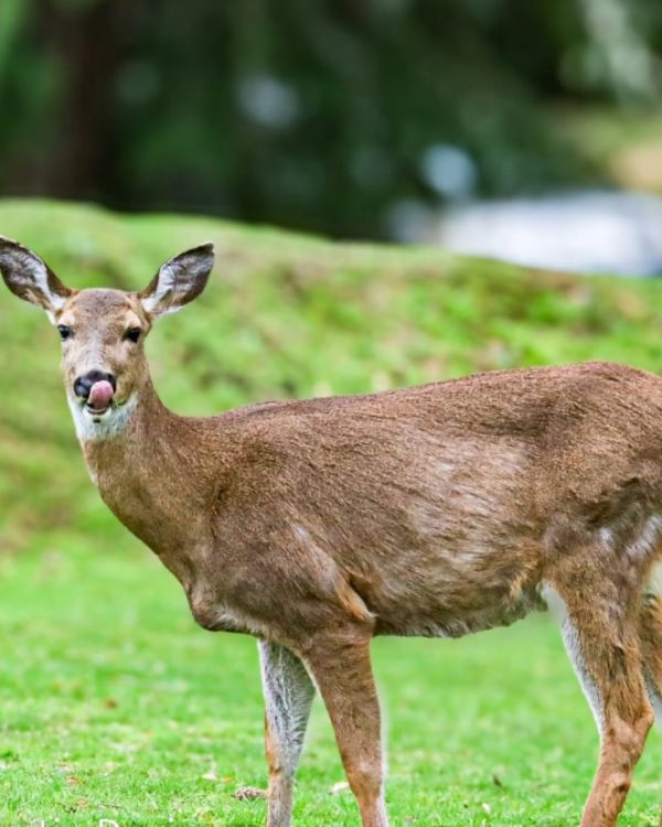 Forest Deer