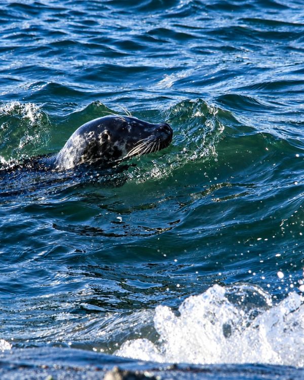 Seal in Surf
