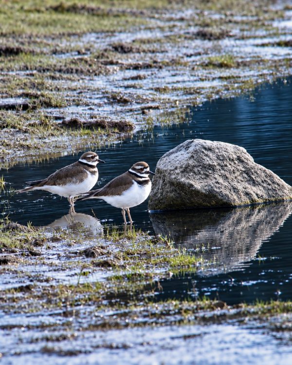Shorebirds